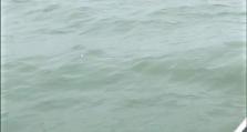 泉州海域首次出现 6头中华白海豚“同框”